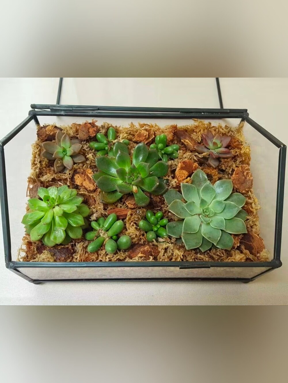 Vintage Glass And Black Metal Terrarium For Succulents